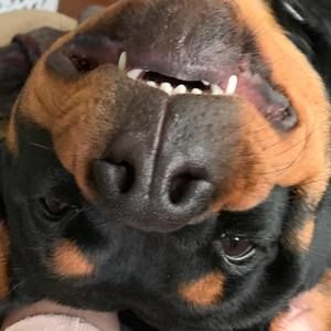 Meet your Posher, Joey